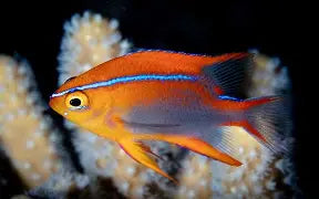 Cross's Damsel (West Pacific)