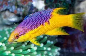 Spanish Hogfish Sm/Med