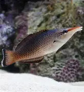 Brown Bird Wrasse