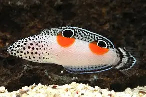 Twin Spot Coris Wrasse