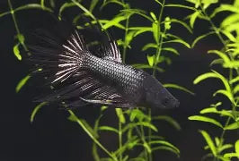 Betta Crowntail Black Orchid