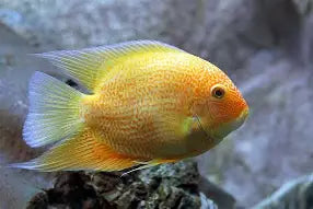 Cichlid Severum Gold Red Spot Reg