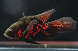 Longfin Oscar Reg