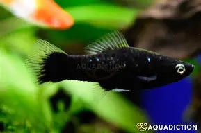 Swordtail Black Reg
