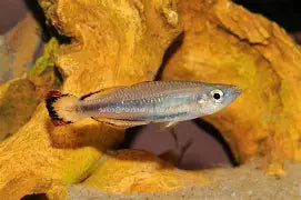 Rainbow Madagascar Reg