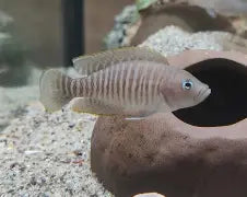 Multifasciatus Shell Dweller Cichlid Lg