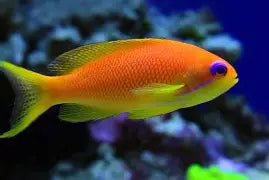 Anthias Squamipinnis Female