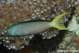 Harptail Blenny Tank Raised