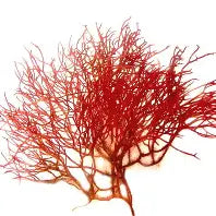 Red Ogo Macroalgae