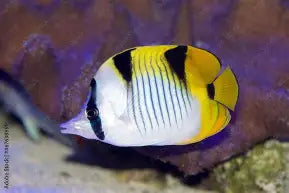 Facula Butterfly