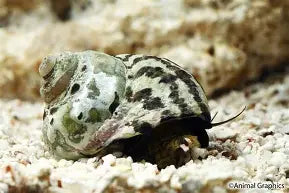 Zebra Turbo Snail