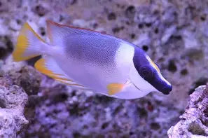 Foxface Magnificent Rabbitfish Med