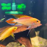 Apistogramma Agasizzi Fire Gold