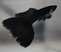 Jet Black Guppy