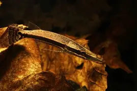Crocodile Pikehead Med