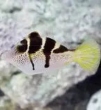 Black Saddle Mimic Filefish