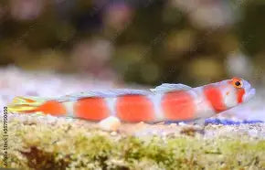 Aurora Goby Lg