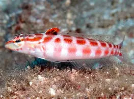 Red Spotted Sandperch