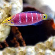 Mystery Wrasse Med