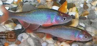 Rainbow Dace Reg