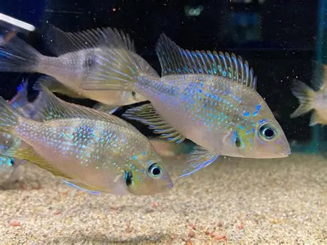 Blue Aureus Cichlid Lg