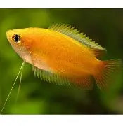 Gourami Gold Honey