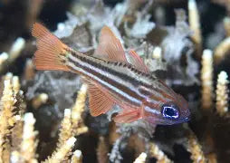 Blue Eye Cardinal Fish