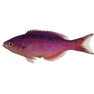 Creole Wrasse