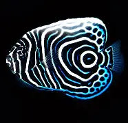Biota Angel Emperor Captive Bred