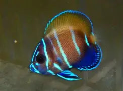 Biota Majestic Angel Captive Bred