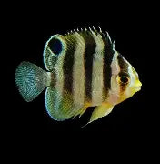 Biota Multi-Barred Angel Misbar Captive Bred