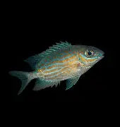 Biota Gold Lined Rabbitfish Captive Bred