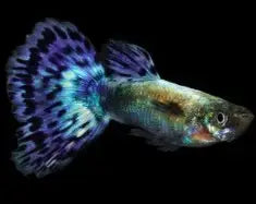 Guppy Elephant Ear Blue