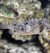 Striped Burrfish Puffer