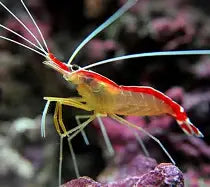 Cleaner Shrimp XLG