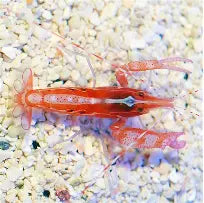 Curly-Que Pistol Shrimp