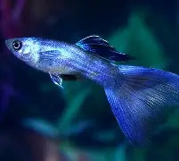 Blue Moscow Guppy
