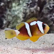 Spoticintucs Clownfish