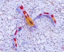 Yellow Coral Banded Shrimp