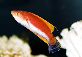 Whipfin Fairy Wrasse