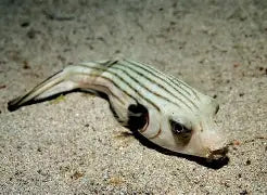 Striped Dogface Puffer