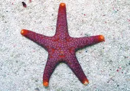 Tile Starfish