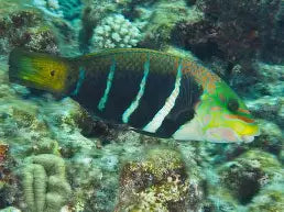 Barred ThickLip Wrasse