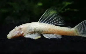 Pleco Albino 3"