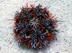Short Spine Urchin Sm