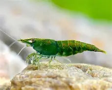 Green Jade Shrimp Reg