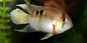 Cichlid Keyhole Reg.