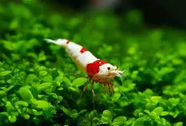 Shrimp Crystal Red Grade S