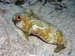 Bridled Burrfish Puffer