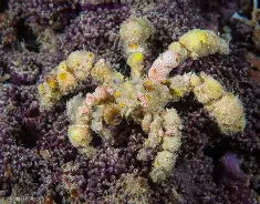 Decorator Crab